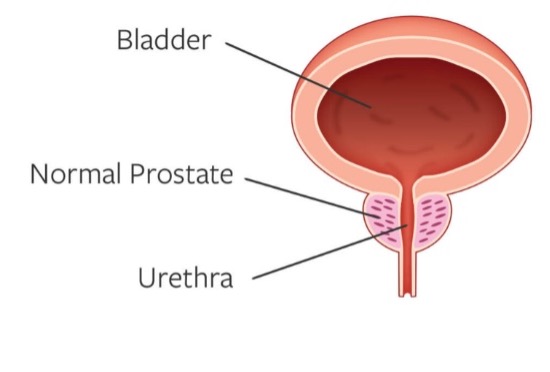 Normal Prostate