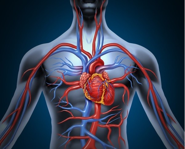Vascular Care